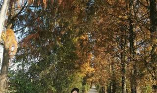 解落三秋叶的下一句是